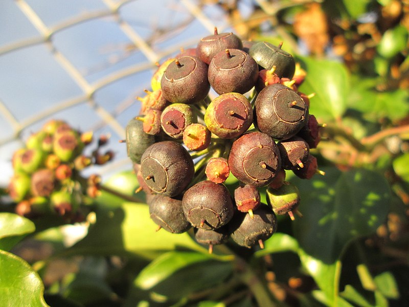 File:20180201Hedera helix2.jpg