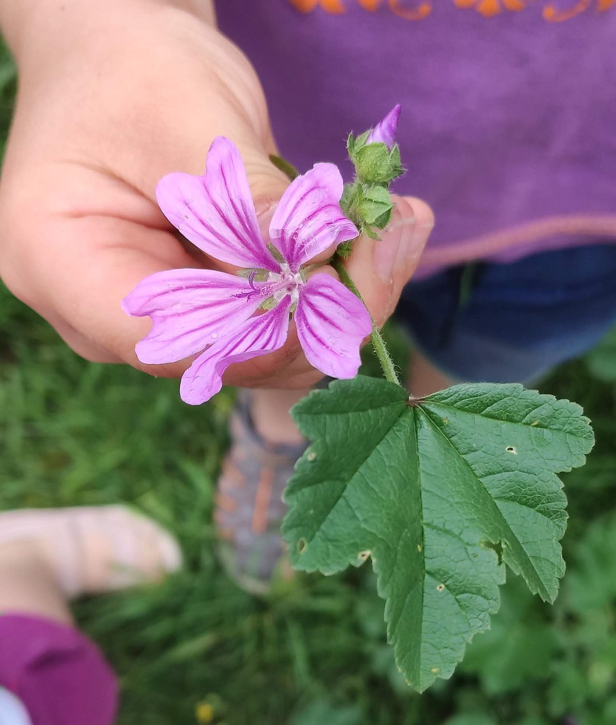 File:20200627 - Mauve Sylvestre.jpg - Wikimedia Commons