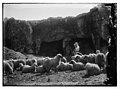 23rd Psalm, sheep LOC matpc.10098.jpg