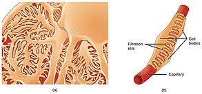 A normal podocyte without damage. 2613 Podocytes.jpg