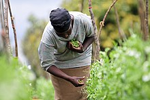 Woman picking peas in the Mount Kenya region, for the Two Degrees Up project, to look at the impact of climate change on agriculture 2DU Kenya 84 (5367322092).jpg