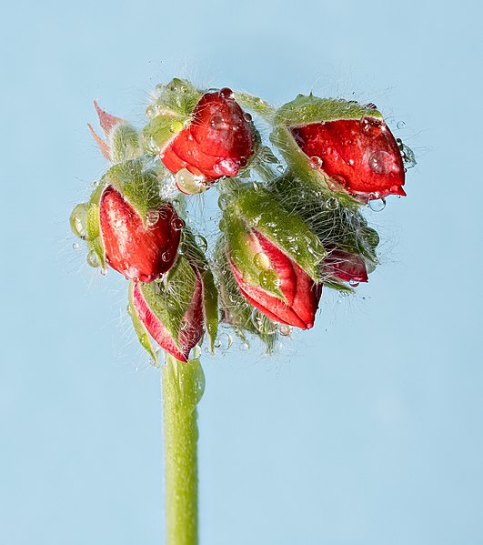 File:40-picture focus stack of a dew covered garden geranium bud (Pelargonium × hortorum) (PPL2-Enhanced julesvernex2.jpg