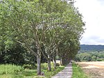 Ekar (Fraxinus excelsior 'Westhofs Glorie') utefter promenadvägen Ochsenallee, utplanterade 1982, 2019