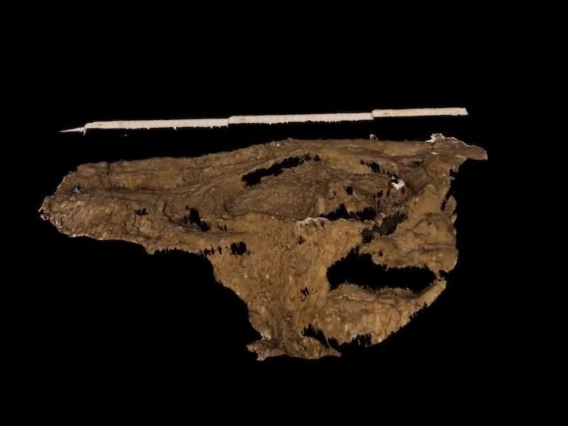 File:A-New-Upper-Jurassic-Ophthalmosaurid-Ichthyosaur-from-the-Slottsmøya-Member-Agardhfjellet-Formation-pone.0103152.s006.ogv