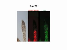 Archivo: Un cambio regulado por el desarrollo de las células madre a la desdiferenciación para el músculo de las extremidades ncomms11069-s2.ogv