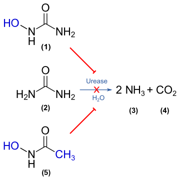 AHA & Hydroxyurea as urease inhibitors.svg