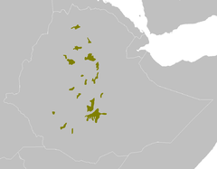Etiopaj montaraj arbustetaroj (Tero)
