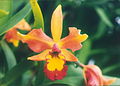 A and B Larsen orchids - Brassolaeliocattleya Daffodil x LC Edgard Van Belle 560-22.jpg