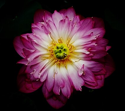 A blooming lotus in a park