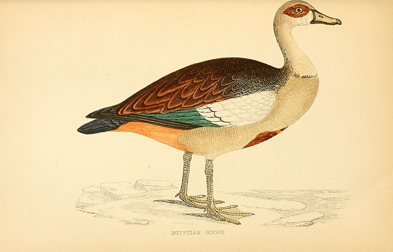 File:A history of British birds (6009029118).jpg