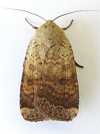 <i>Abagrotis mexicana</i> Species of moth