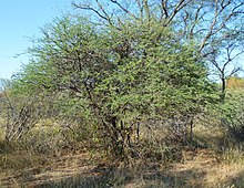 Acacia mellifera, habitus, Steenbokpan, a.jpg