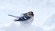 Miniatura para Carduelis hornemanni