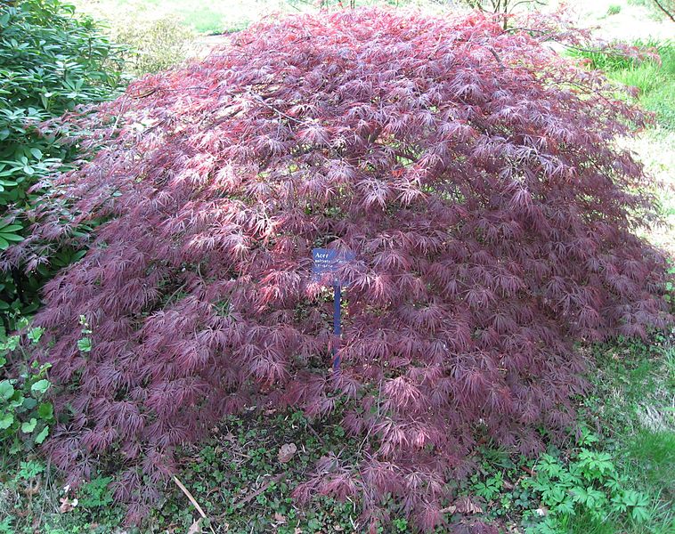 File:Acer palmatum 'Ornatum' 01 by Line1.jpg