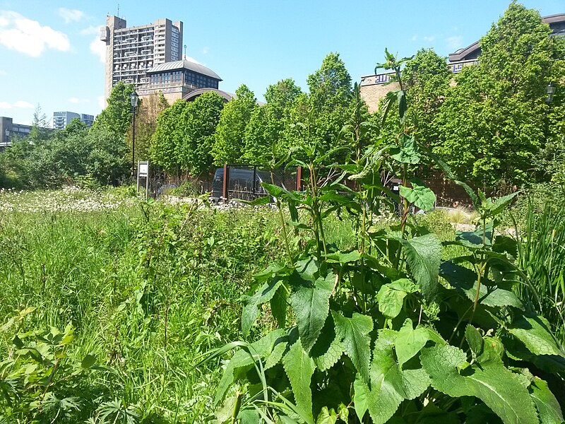 File:Acklam Road Wildflower Meadow - geograph.org.uk - 6134987.jpg