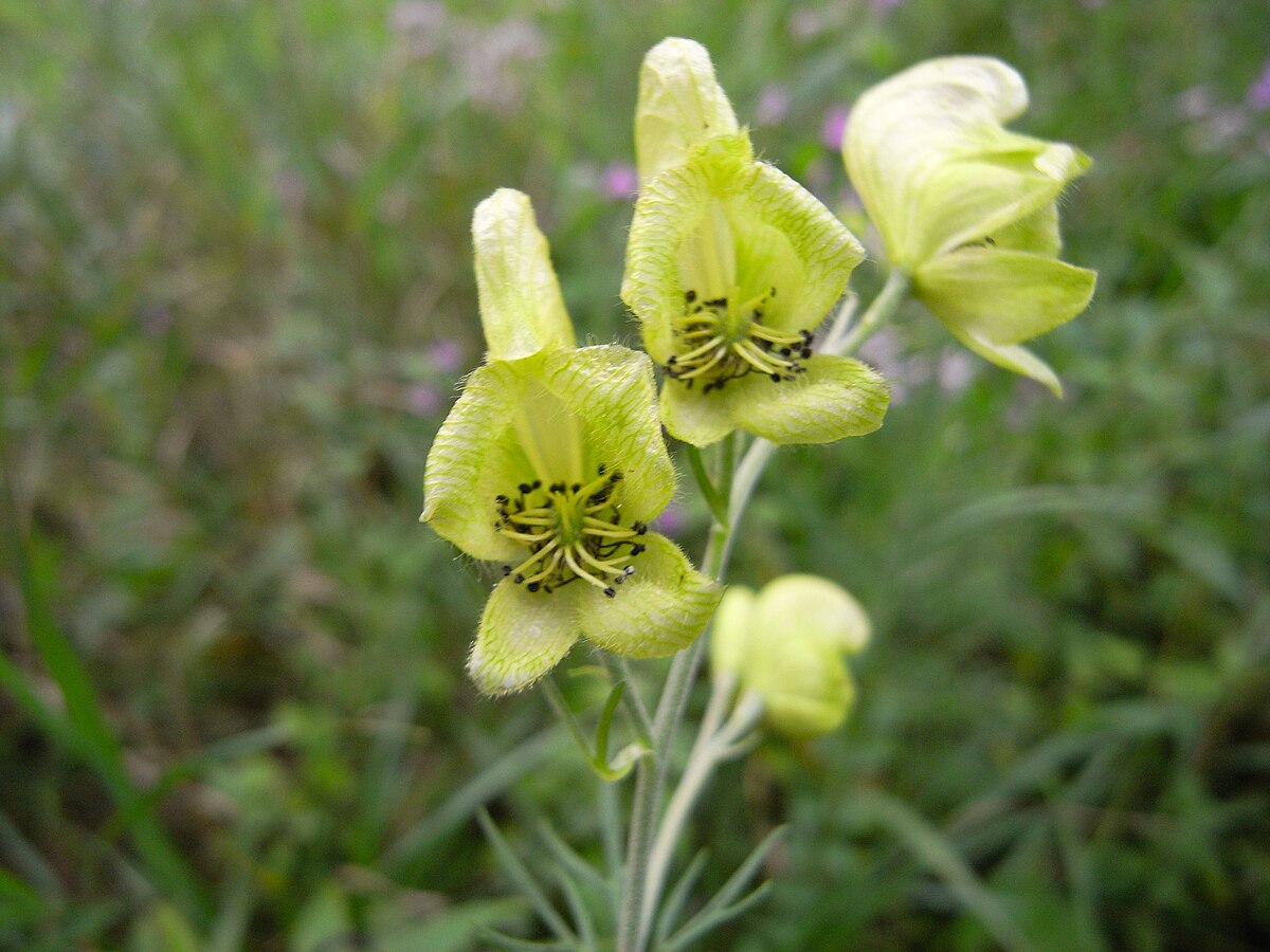 Semis d'Aconitum 1200px-Aconitum_anthora02