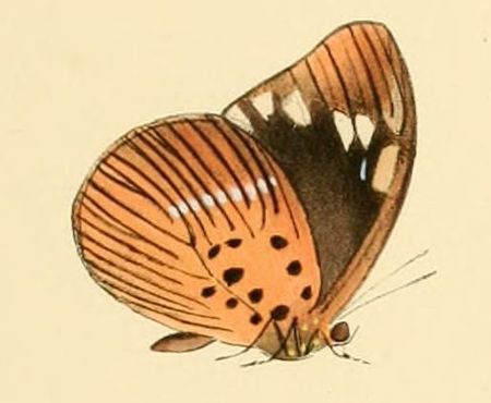 Tập_tin:Aethiopana_honorius.JPG