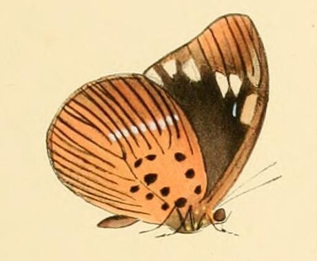 Aethiopana