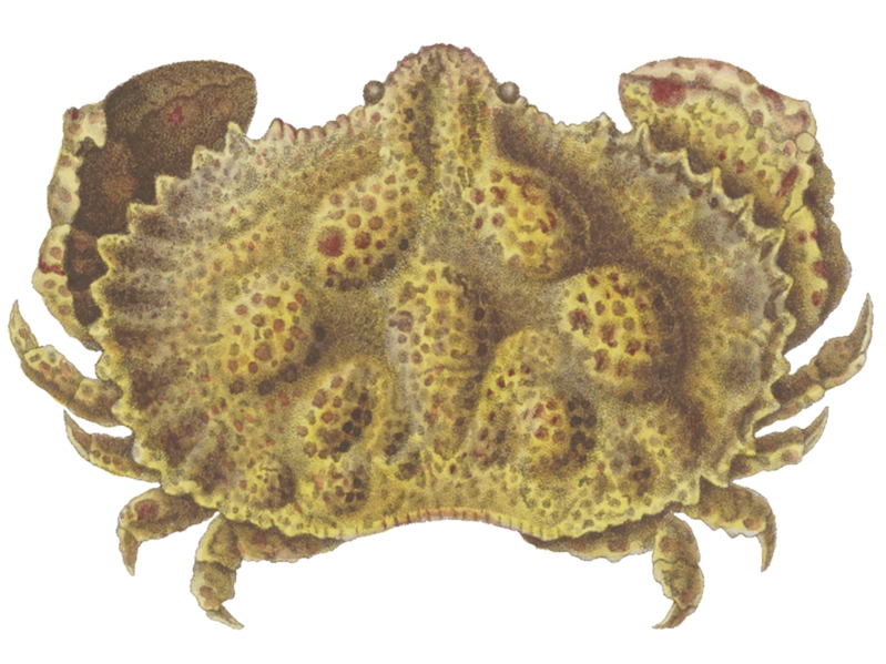 File:Aethra scruposa.png