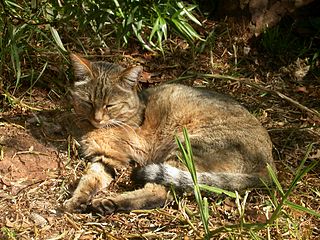 Кіт степовий (Felis lybica)