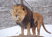 Atípica imagen de un león sobre nieve en el zoo de Pittsburgh, Pensilvania, Estados Unidos.