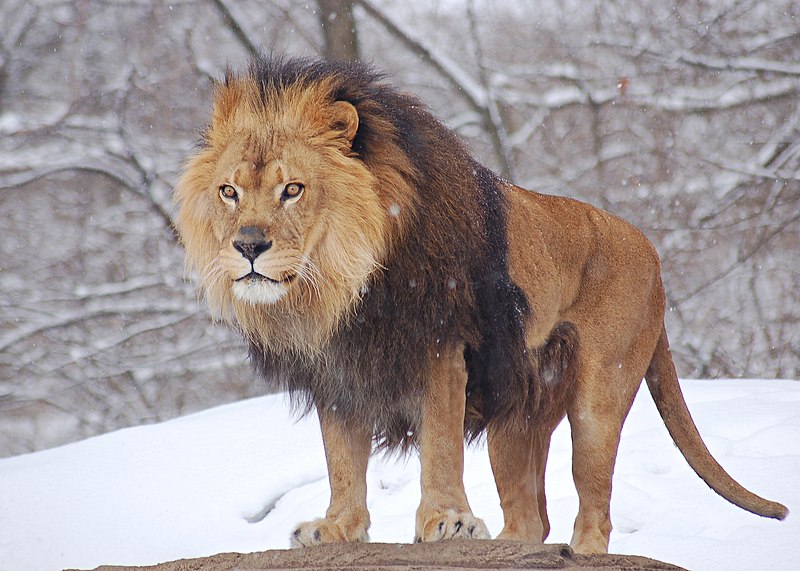 File:African Lion Panthera leo Male Pittsburgh 2800px.jpg
