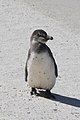 * Nomination African penguin (Spheniscus demersus) at Boulders Beach, South Africa --Bgag 00:52, 3 October 2018 (UTC) * Promotion Good quality. -- Johann Jaritz 02:15, 3 October 2018 (UTC)