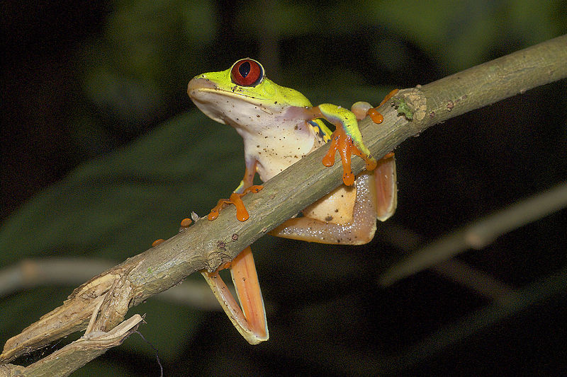 File:Agalychnis callidryas, zuhaitz-igela.jpg