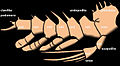 Image 19Leg of a trilobite, an early arthropod. The internal branch made of endites is at the top; the smaller external branch made of exites is below. Trueman proposed that an endite and an exite fused to form a wing. (from Insect flight)