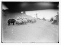 Agriculture, etc. Shepherd scenes. Shepherd boy leading his flock. Bedouin boy of the Jericho plain LOC matpc.02980.tif