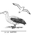 Albatross (PSF).jpg