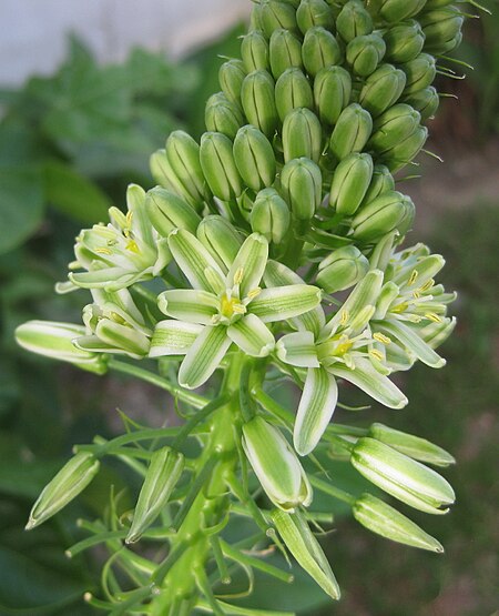 Albuca virens