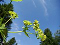 File:Alchemilla vulgaris 002.JPG - Wikimedia Commons