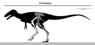 Skeleton reconstruction of Alectrosaurus