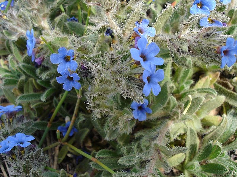 Alkanet root powder : purple dye