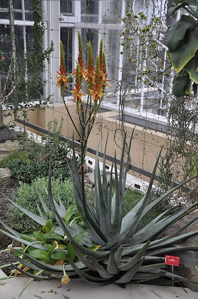 File:Aloe cryptopoda (Liliaceae) Nat Plantentuin Meise 10-01-2010 14-59-46.JPG