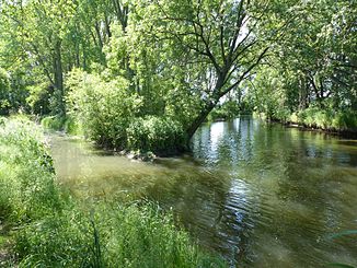 The confluence of the Alte Ilse (left in the picture) with the Oker.