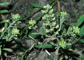 Afbeeldingsbeschrijving Alyssum allyssoides eF.jpg.