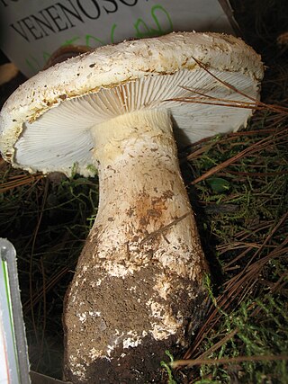 <i>Amanita chlorinosma</i> Species of fungus