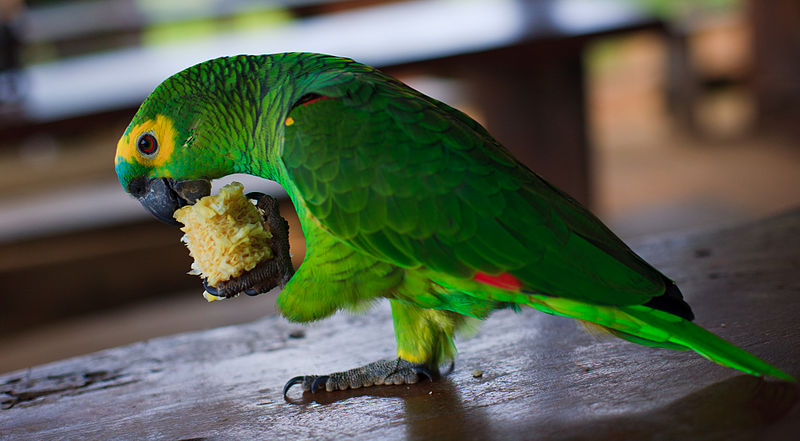 File:Amazona aestiva -Chapada Imperial, Brazilian Federal District, Brazil-8a (1).jpg