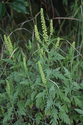 <i>Ambrosia psilostachya</i> Species of flowering plant in the daisy family Asteraceae