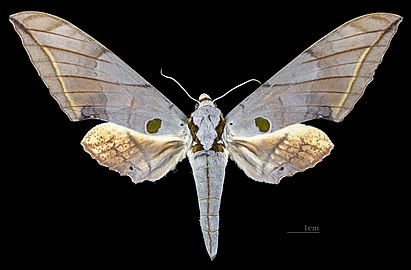 Face dorsale de la femelle (coll. MHNT)