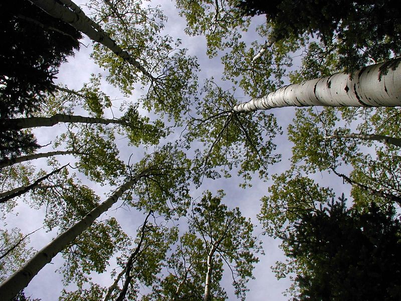 File:An aspen canopy located on the slope of the San Fransisco peaks.jpg