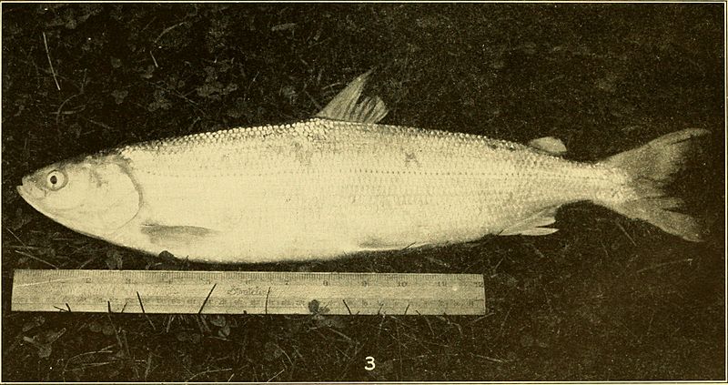 File:An ecological study of southern Wisconsin fishes; the brook silversides (Labidesthes sicculus) and the cisco (Leucichthys artedi) in their relations to the region (1927) (20959016949).jpg