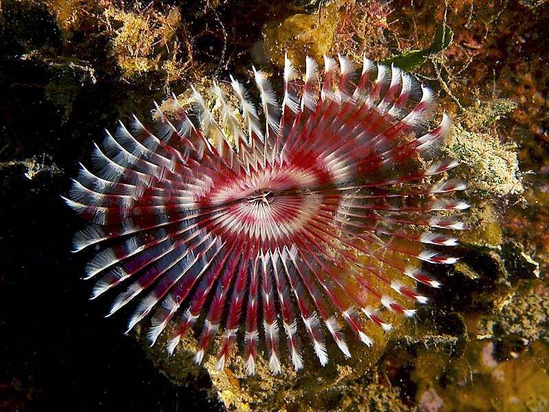 File:Anamobaea orstedii (Split-Crown Feather Duster - red variation).jpg