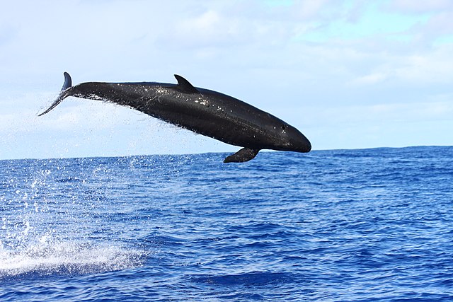 False killer whale breaching