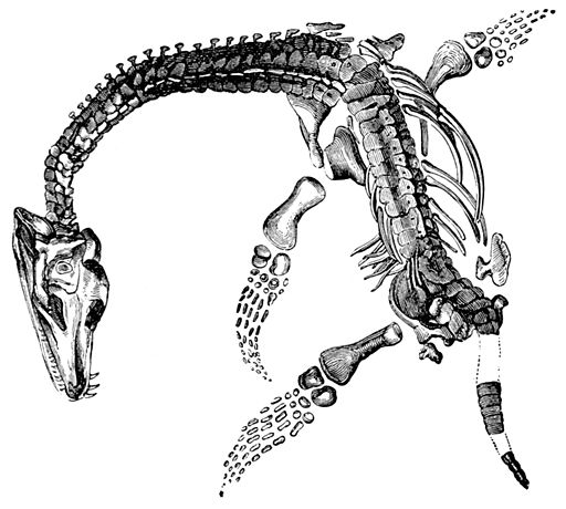 Anning plesiosaur