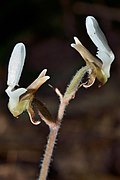 Anoectochilus koshunensis