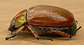 Anoplognathus chloropyrus