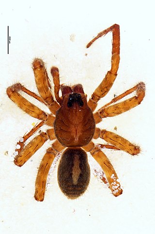 <i>Anoteropsis cantuaria</i> Species of spider